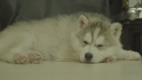 A-small-baby-husky-dog-sleeps-on-the-floor-and-wakes-up-slowly