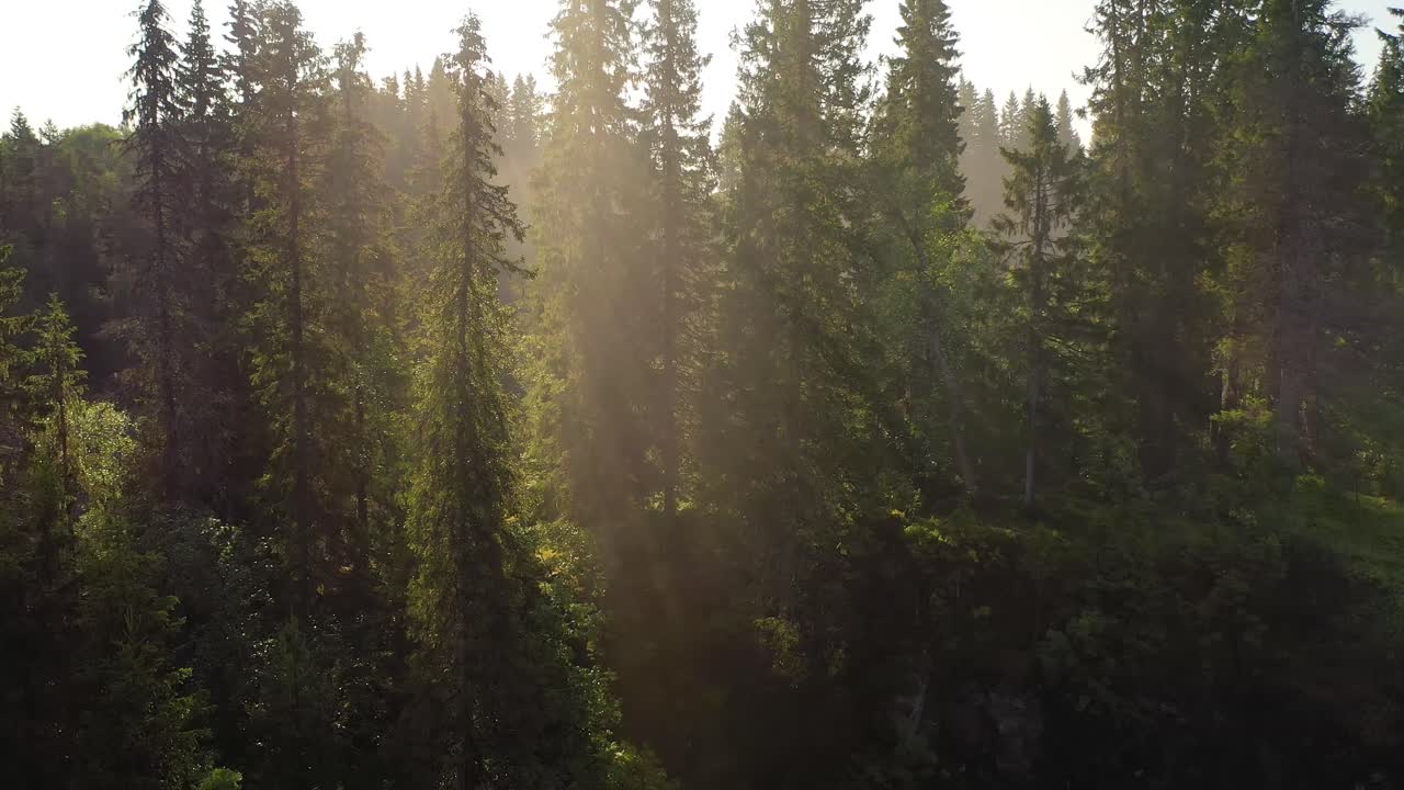 Beautiful sun rays illuminate the trees in the morning forest.
