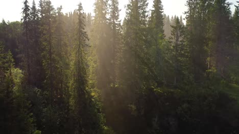 Beautiful-sun-rays-illuminate-the-trees-in-the-morning-forest.