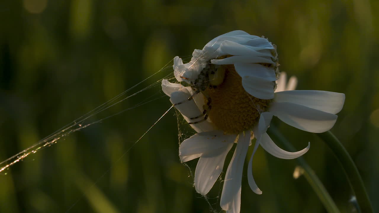 araña en una margarita