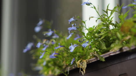 Flower-bed-on-the-windowsill-on-a-cloudy-day