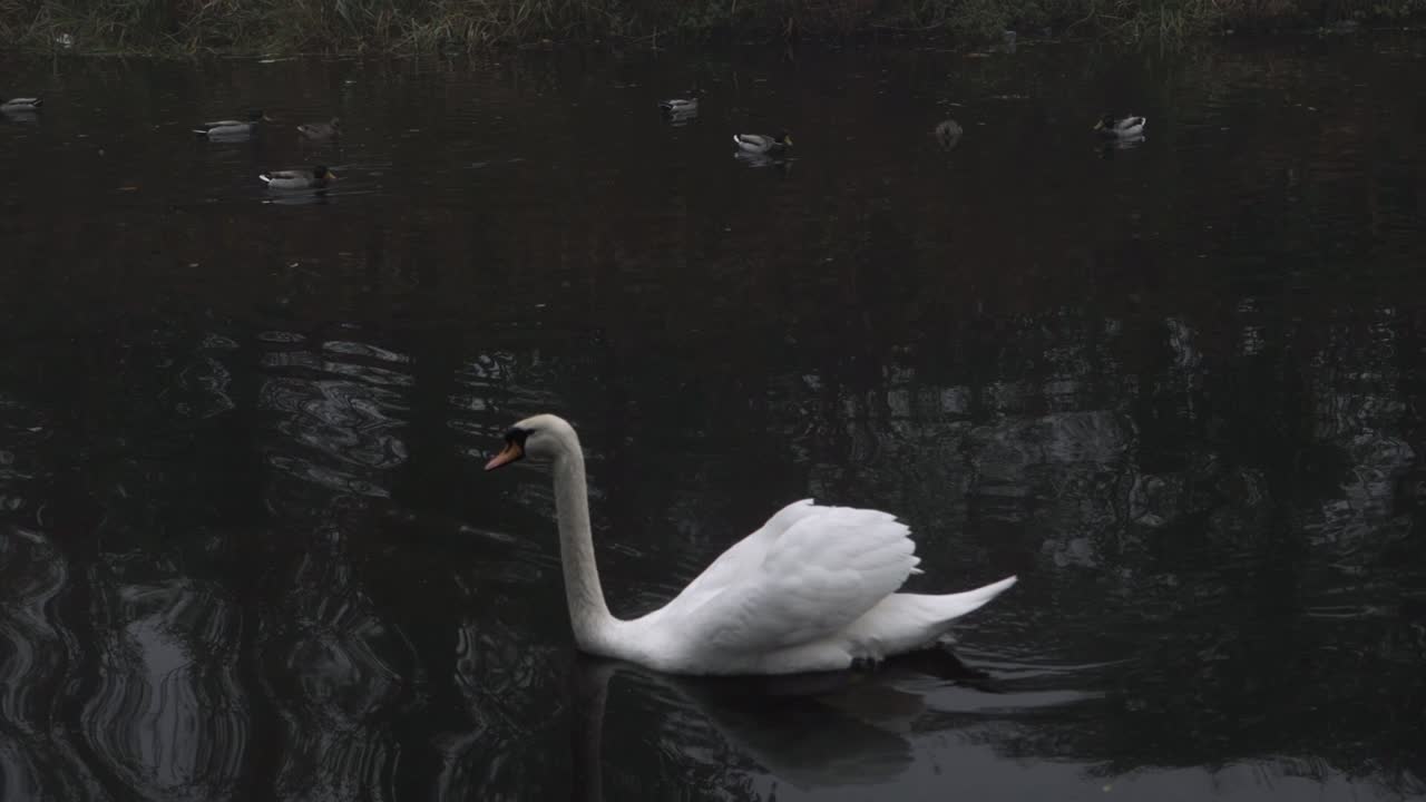 elegante cisne único flota en el agua con patos tiro de seguimiento medio