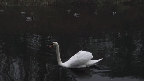 Anmutiger-Einzelner-Schwan-Schwimmt-Auf-Dem-Wasser-Mit-Mittlerer-Kamerafahrt-Der-Enten