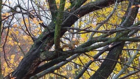 cute squirrel cleaning himself resting on tree branch in windy autumn day