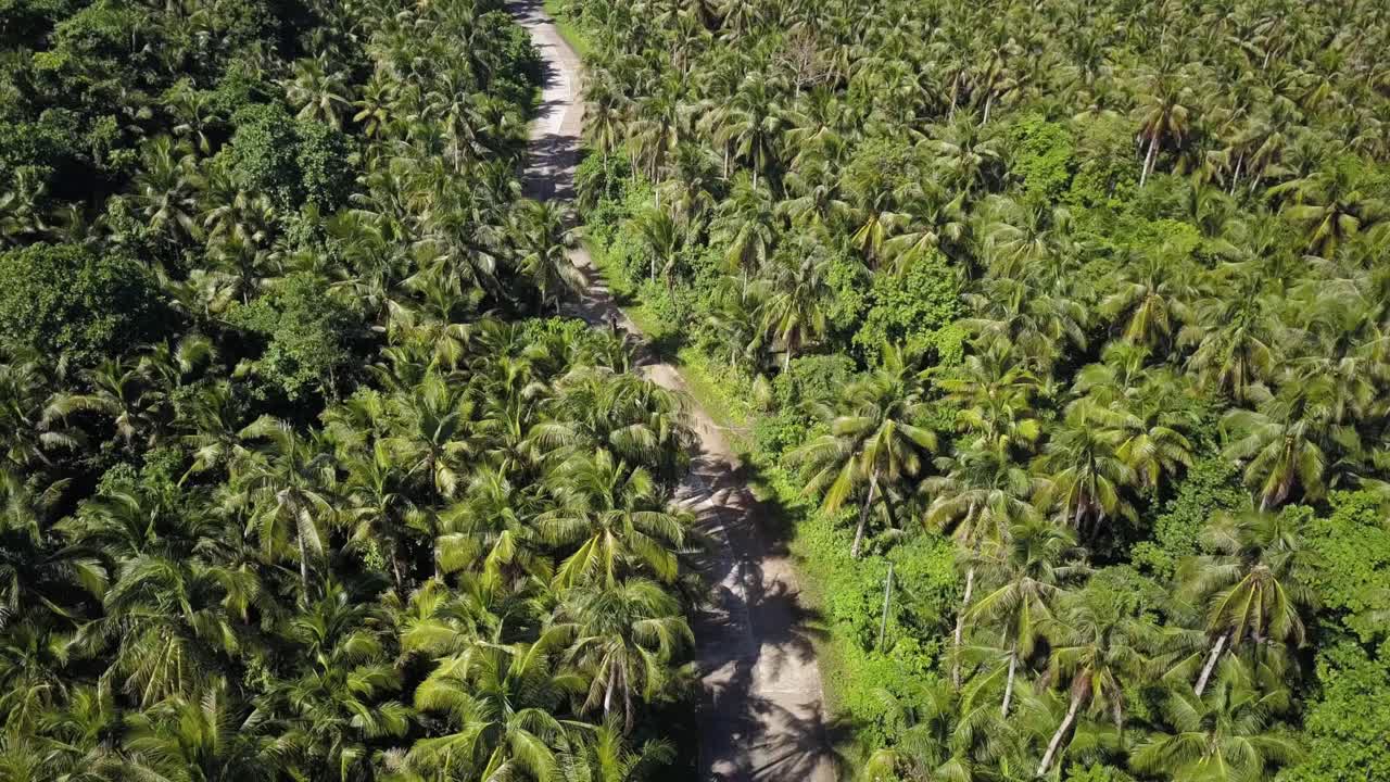 필리핀 시아르가오에서 스쿠터를 몰고 가는 매력적인 야자수가 늘어선 도로의 공중 정적 샷
