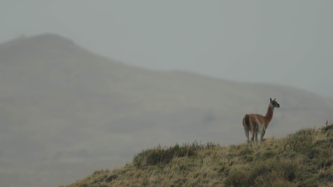 guanaco parado en una colina con paisaje a distancia