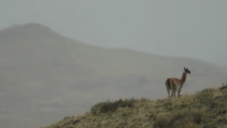 Guanaco-Parado-En-Una-Colina-Con-Paisaje-A-Distancia