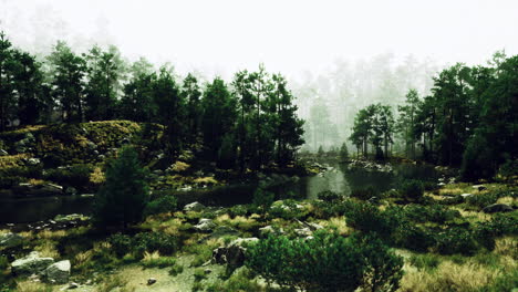 misty forest landscape with a tranquil river surrounded by greenery