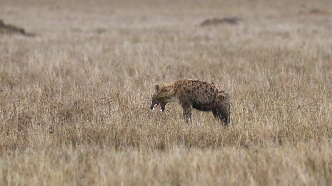 Serengeti_Spotted Hyena exposes teeth and walks off.