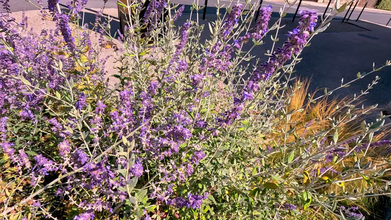 콜리버드 가 프랑스 의 부르크 에 있는 꽃 을 방문 하고 있다