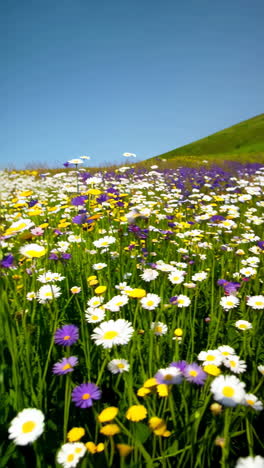 colorful wildflower meadow under a blue sky