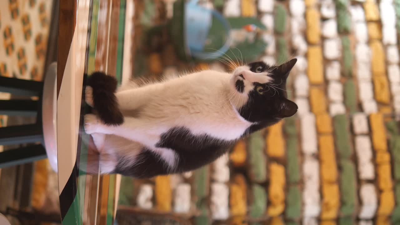 Gatto bianco e nero seduto su un tavolo