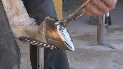 blacksmith fixes the hoofs of a horse