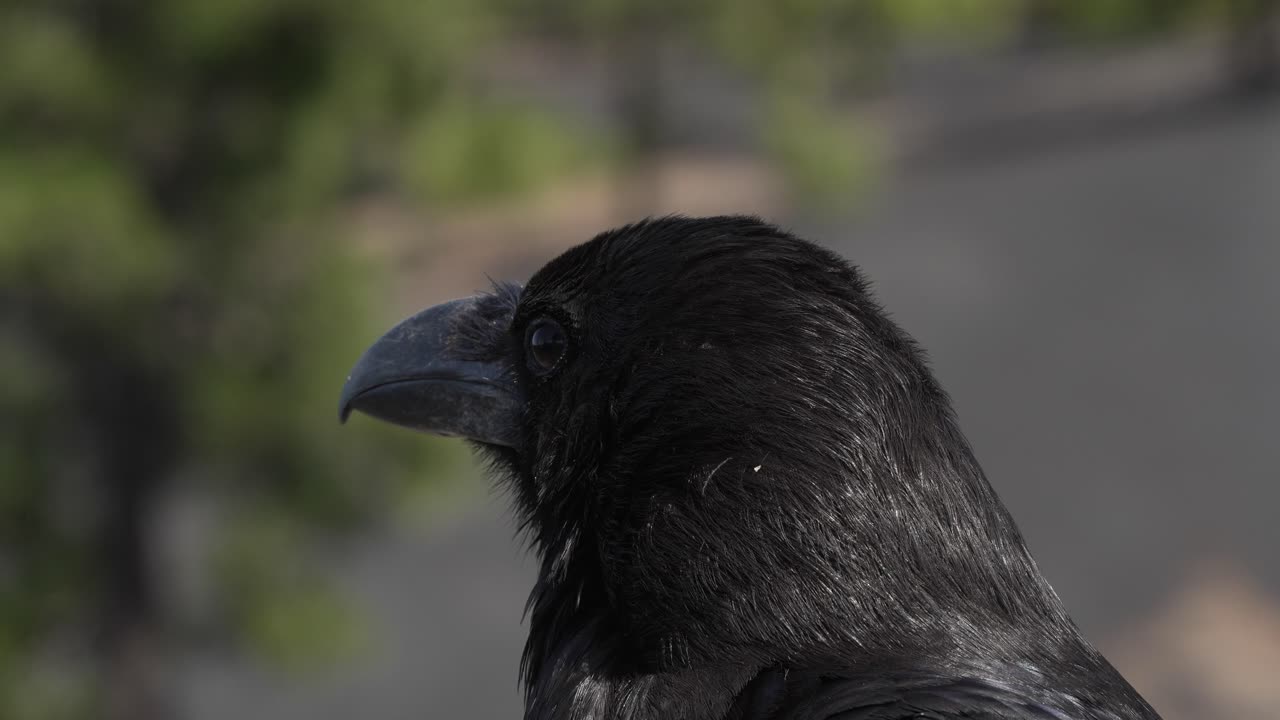 Close-up van een raaf op La Palma (Canarische Eilanden) met veren die wapperen in de wind.