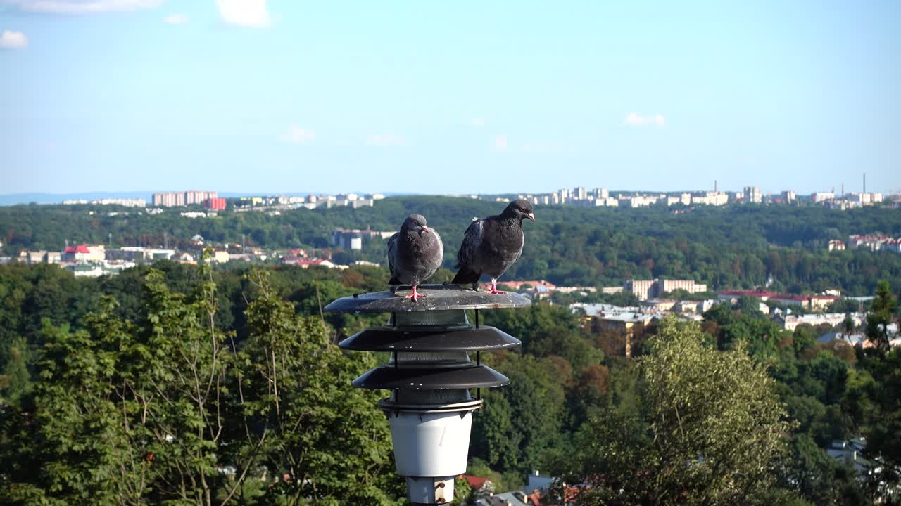 Palomas posadas en una farola con la ciudad de fondo