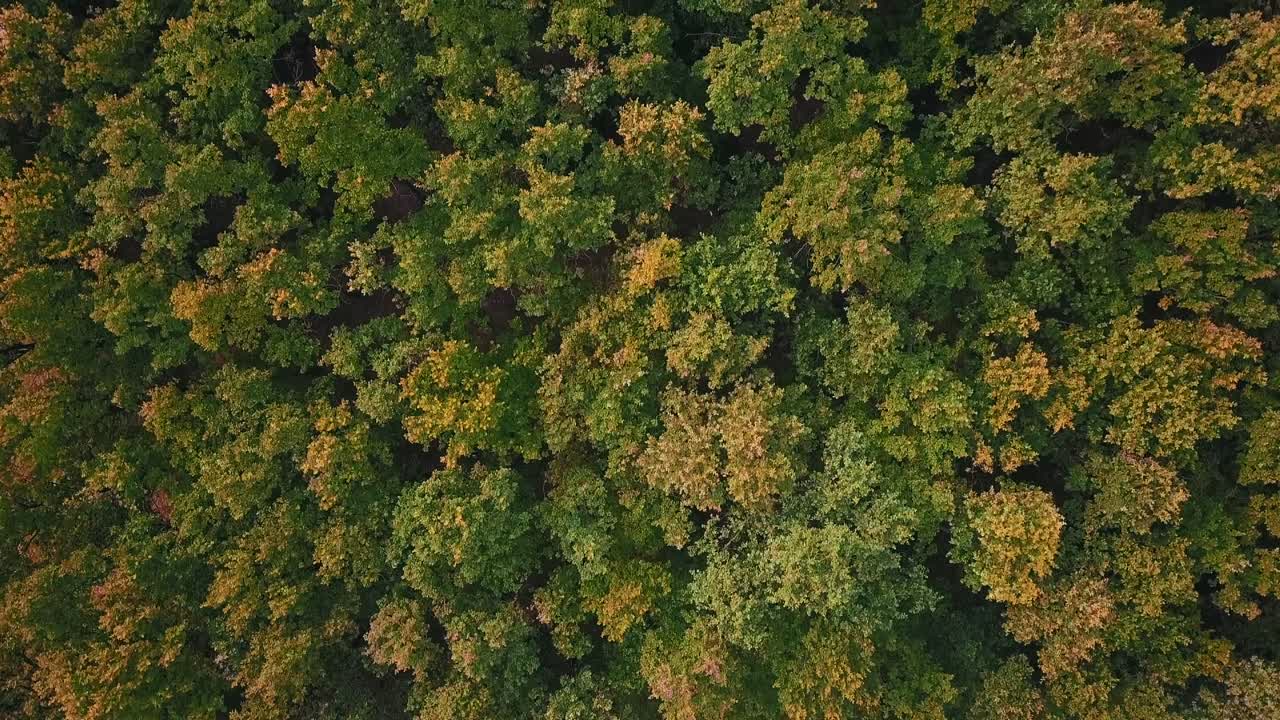 Epic forest top-view seen from drone and changing color from green to gold.