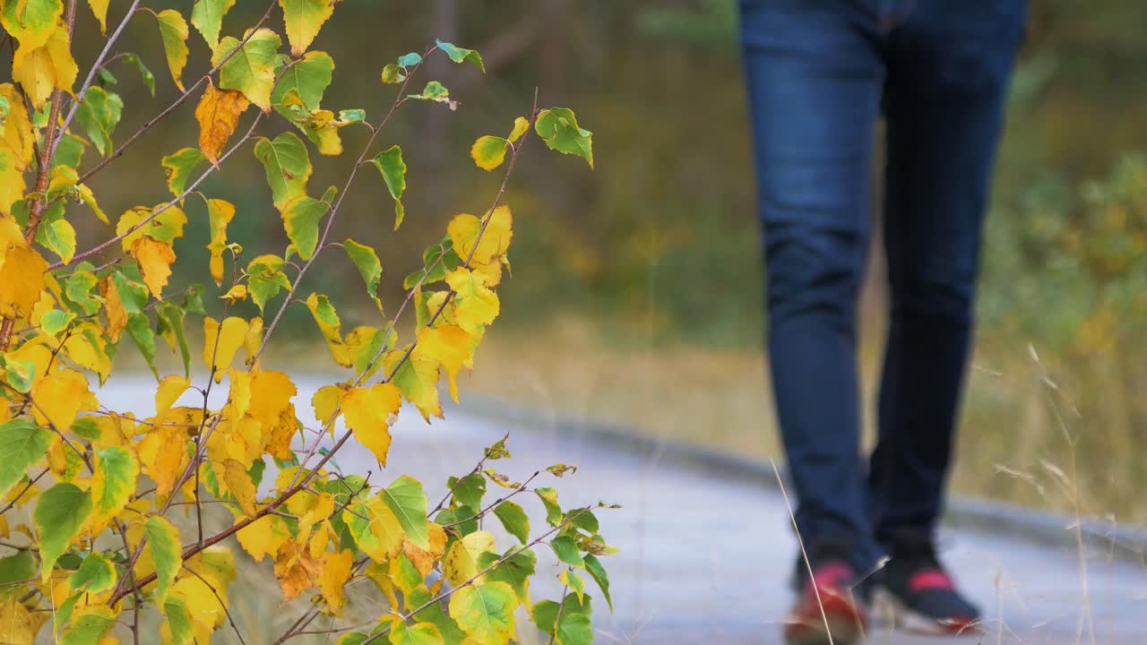북유럽 해변 숲을 탐험하는 백인 남성의 뒷모습, 나무 통로, 해안 소나무 숲에서 혼자 걷는 남자, 화창한 날, 건강한 활동 개념, 초점이 있는 노란색 자작나무, 중간 샷