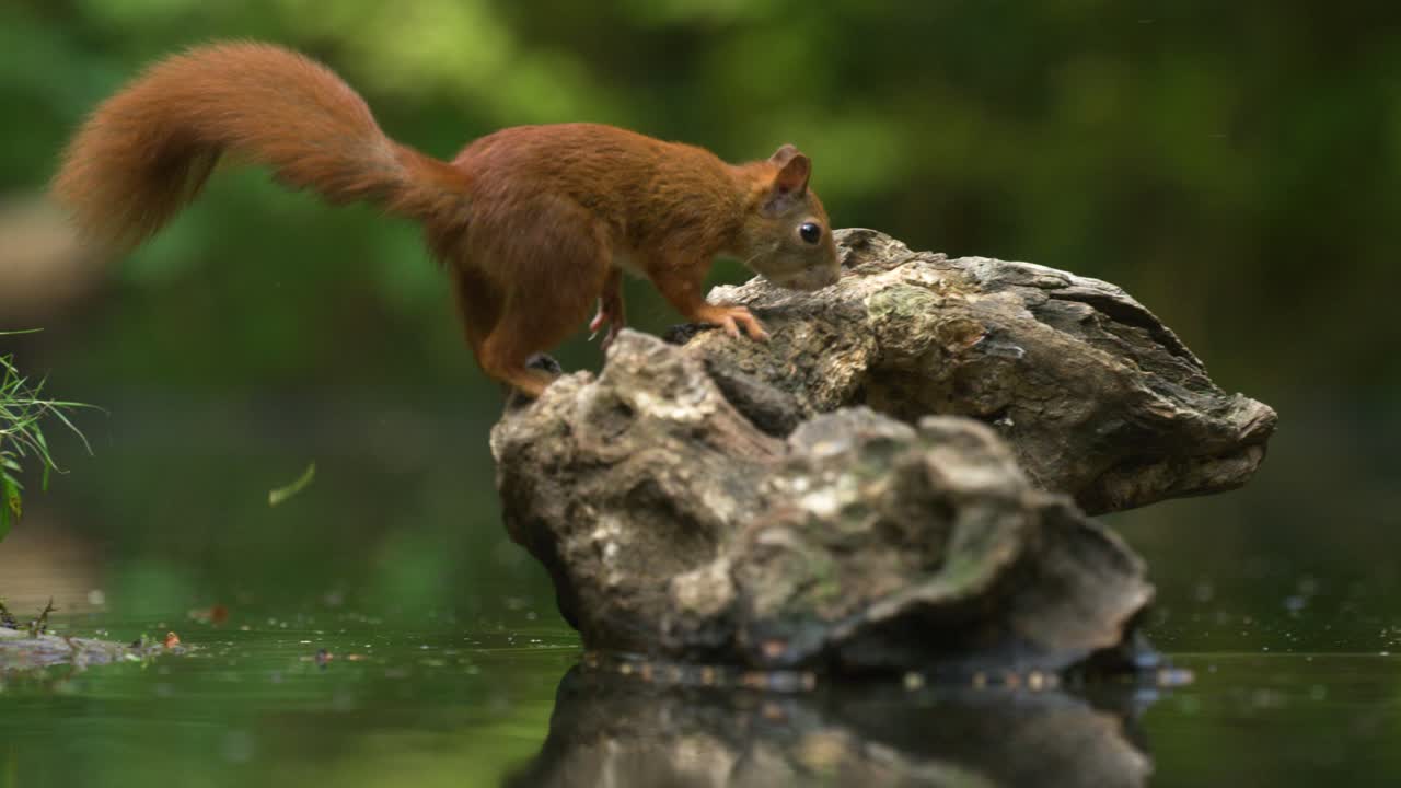 ardilla roja en el bosque por el agua