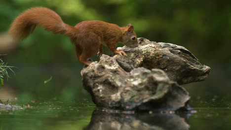 red squirrel in forest by water