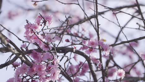 Close-Up-Of-A-Blossoming-Tree