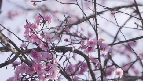 Close Up Of A Blossoming Tree