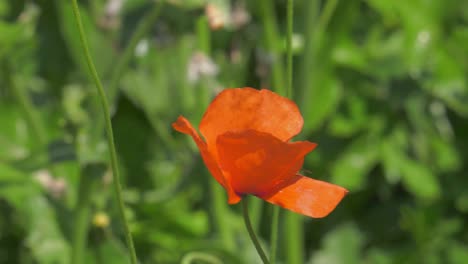 hoverfly landing on a mediterranean poppy blown by the wind, slowmo