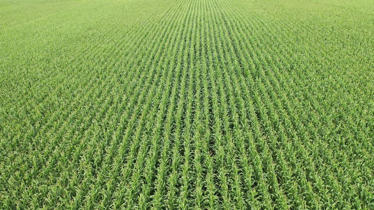 Aerial View of a Cornfield