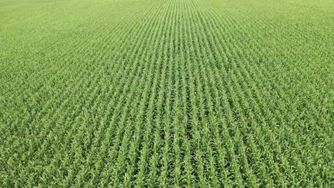 aerial view of a cornfield