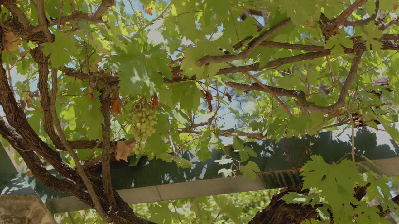 Grapes Hanging In Vineyard Garden In Royal Alcazar In Seville