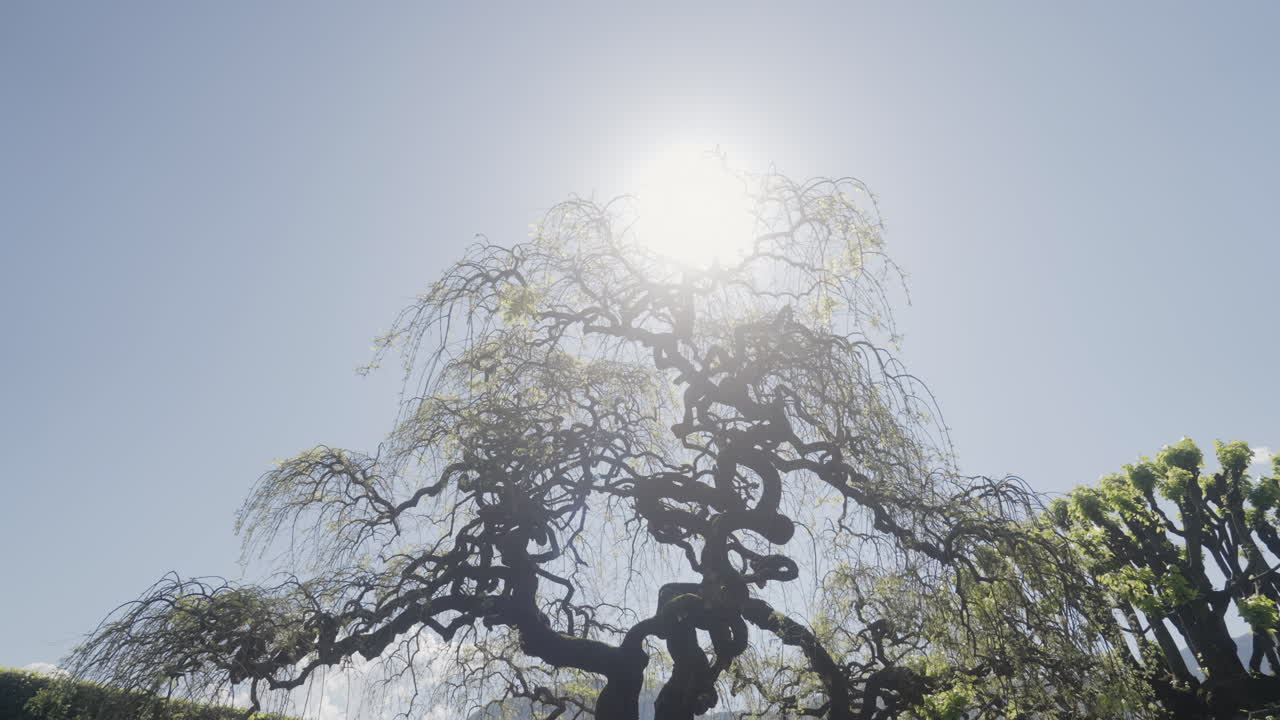Ancient Willow Tree Under Sunlight