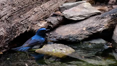 The-Indochinese-Blue-flycatcher-is-a-found-in-lowland-forests-of-Thailand,-known-for-its-blue-feathers-and-orange-to-white-breast