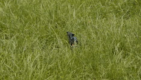 FPV-Drohne-Landet-Auf-Einem-Grünen-Gras