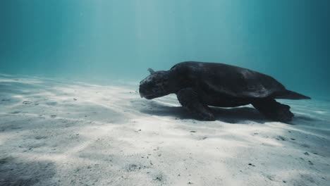 primer plano de la tortuga de espalda plana que se arrastra a lo largo del fondo blanco arenoso del océano mientras se alimenta de rayos de luz