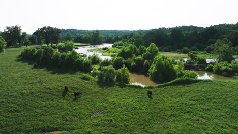 Vacas-Pastando-En-Pastizales-Cerca-Del-Río-Illinois-En-Arkansas,-EE.UU.