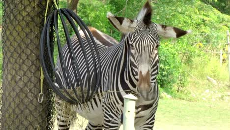 Nahaufnahme-Eines-Zebras-In-Der-Sonne