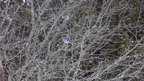 Blauhäher-Im-Blattlosen-Baum