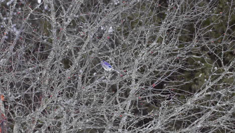 Arrendajo-Azul-En-Un-árbol-Sin-Hojas