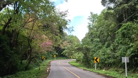 a winding road surrounded by dense greenery and caution signs, showcasing nature's vibrant foliage.