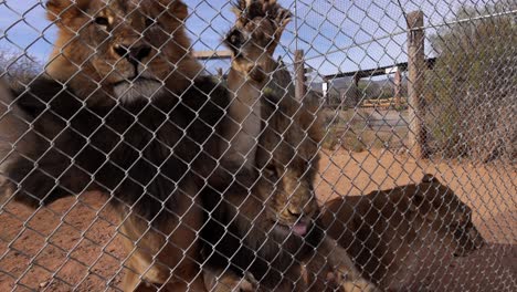 lions-standing-against-fence-in-wildlife-reserve-slomo