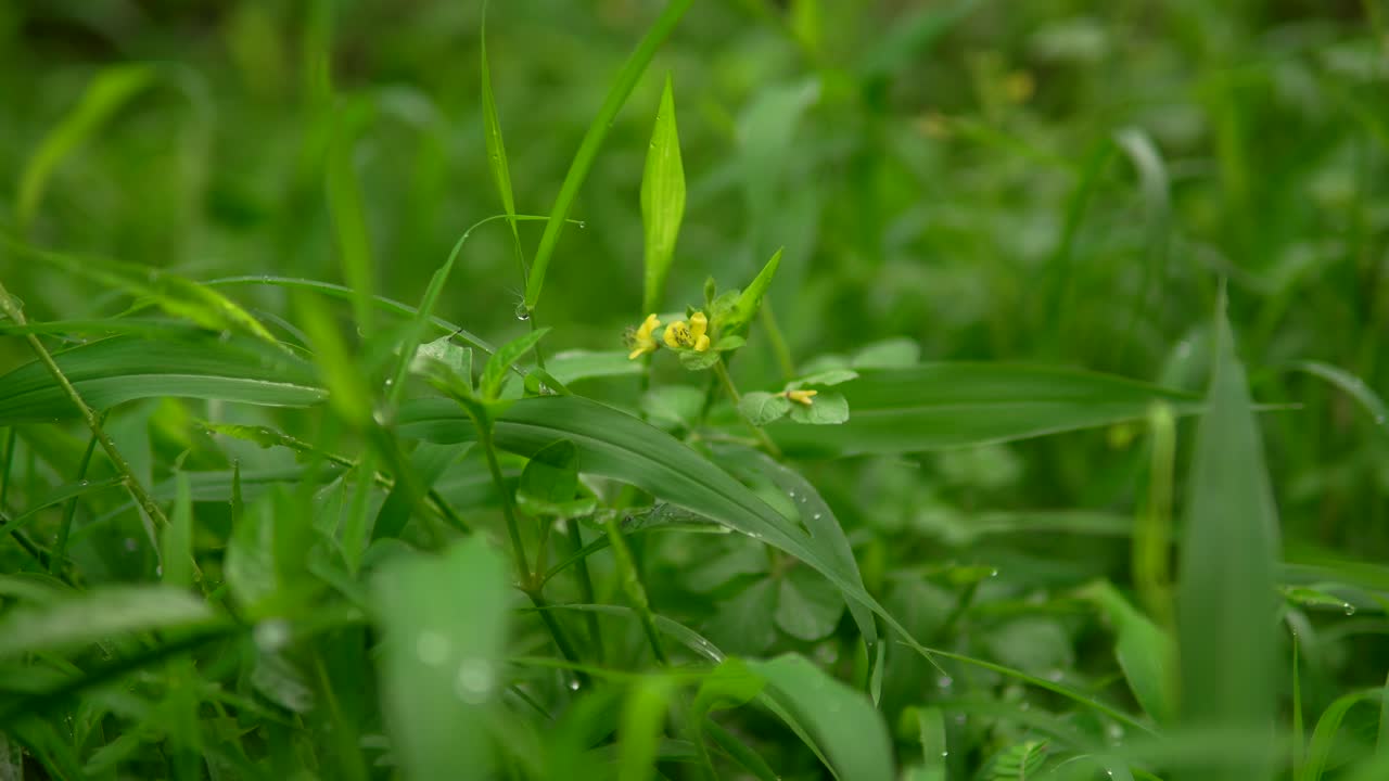 primer plano de hierba verde exuberante con una sola flor amarilla en medio del follaje
