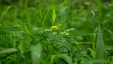 Close-up-of-lush-green-grass-with-a-single-yellow-flower-amidst-the-foliage