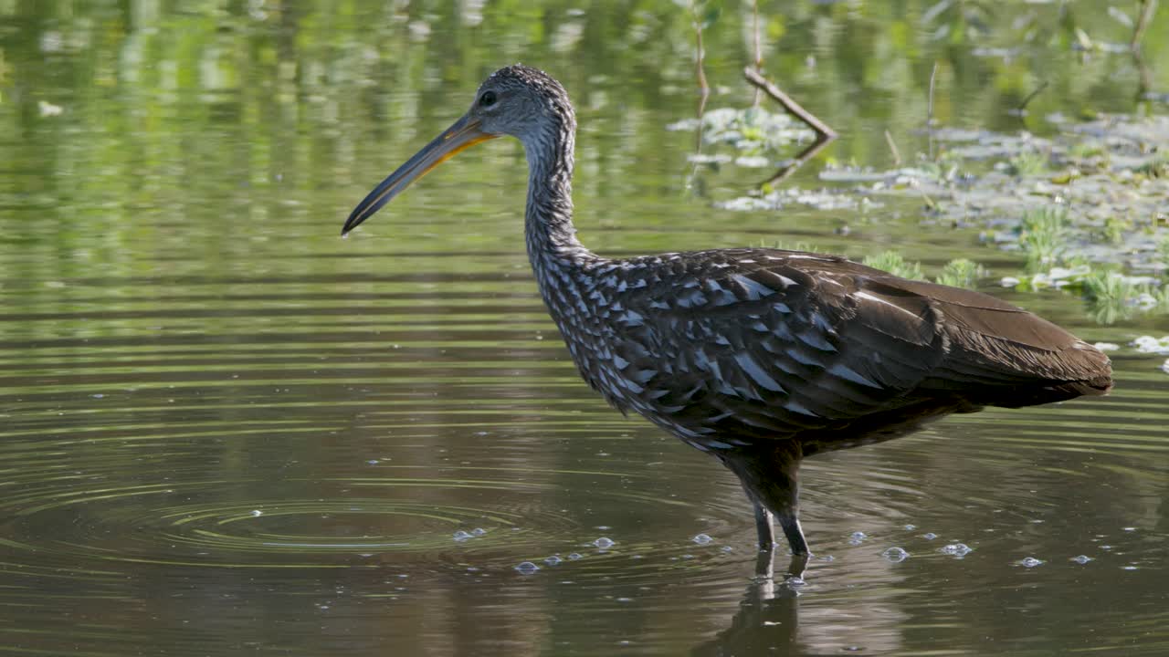 A limpkin stands still in a shallow wetland, its long bill poised as it scans the water for prey under golden light