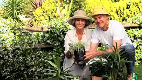 mature couple gardening