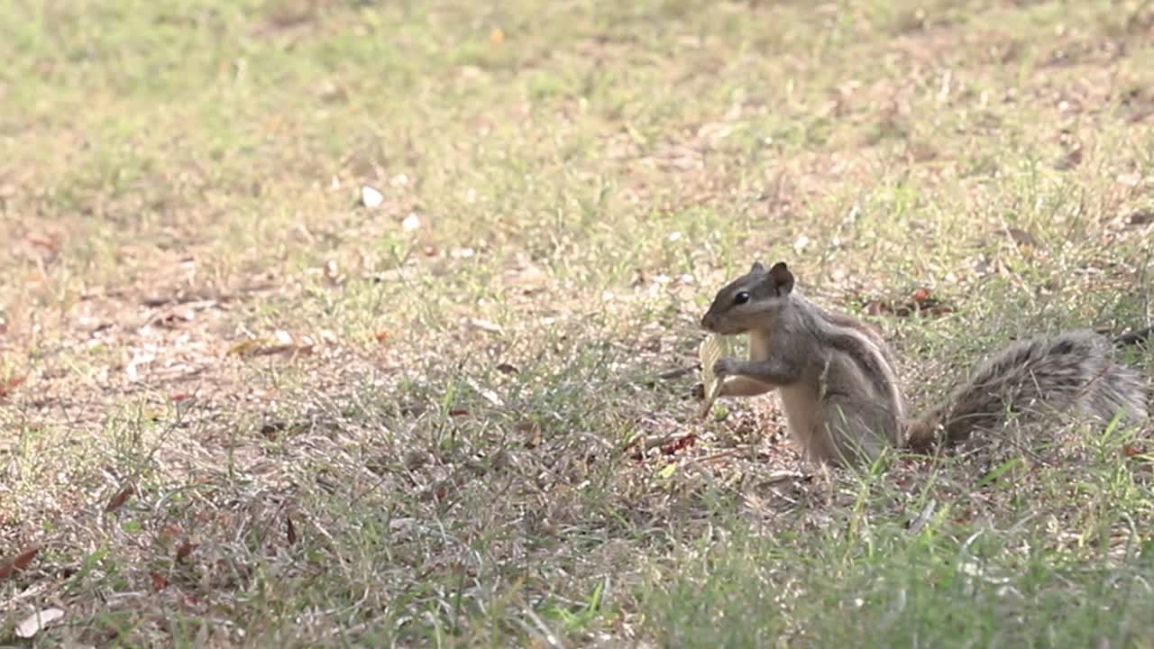 Grey Squirrel Eating Food From Its Paws in park