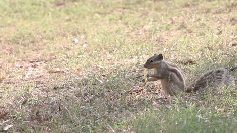 Ardilla-Gris-Comiendo-Comida-De-Sus-Patas-En-El-Parque