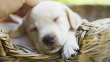 vista superior de las manos de una chica caucásica acariciando a un cachorro labrador durmiendo en una canasta en el parque