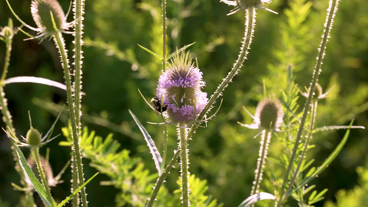 A midshot of some bumblebees pollinating a common teasel with visible corbiculae or "pollen baskets" on their hind legs