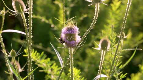 A midshot of some bumblebees pollinating a common teasel with visible corbiculae or &quot;pollen baskets&quot; on their hind legs
