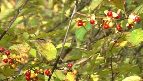 Close-up of Bittersweet Vine berries 