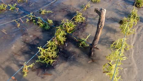 close up of rural seaweed farm with clumps of edible seaweed at low tide on atauro island in timor-leste, southeast asia